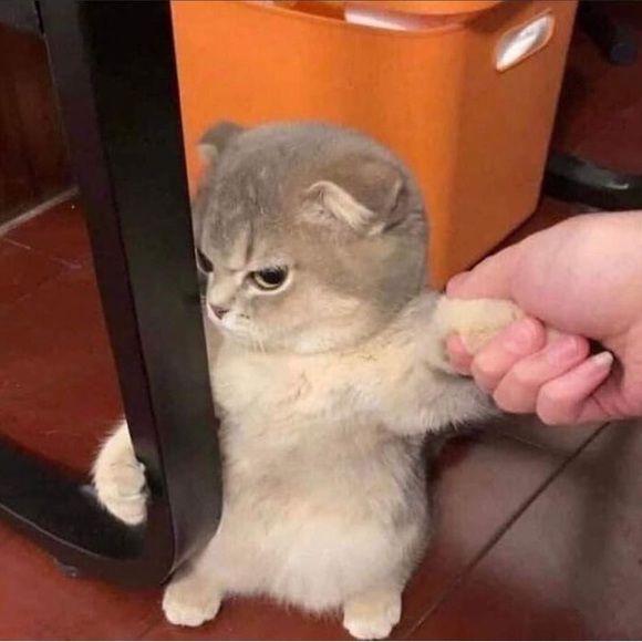 Meet your Posher, Rafael - Picture 1 of 1